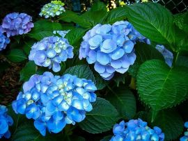 Blauwe hortensia